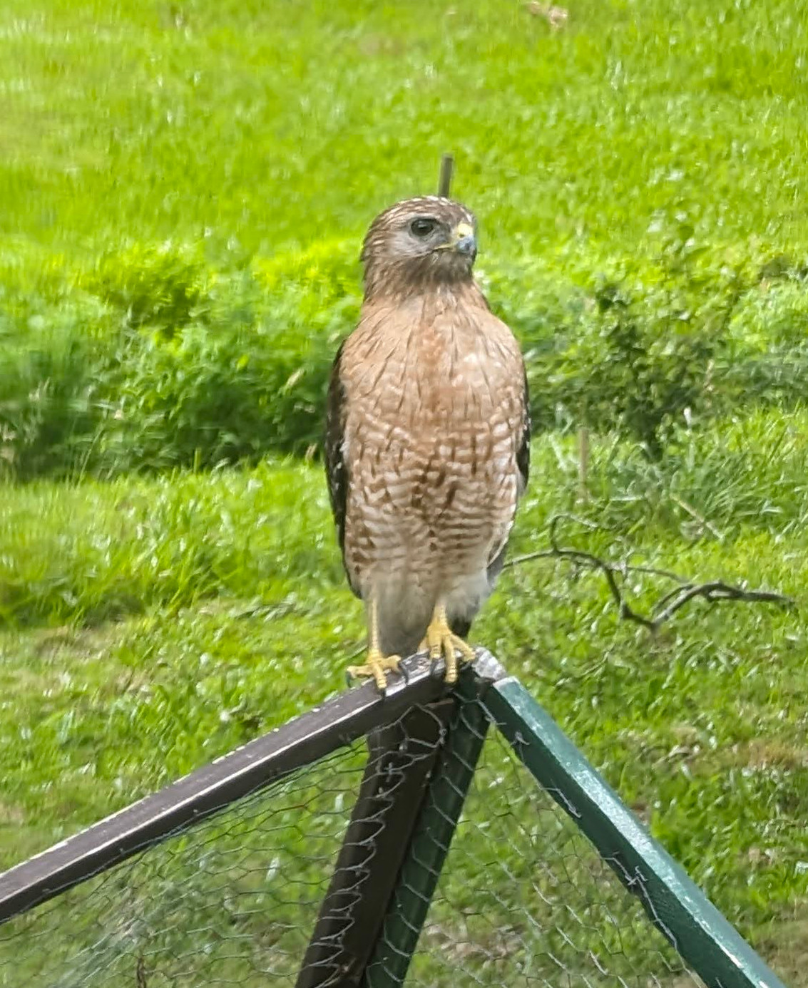 red shouldered hawk looking proud