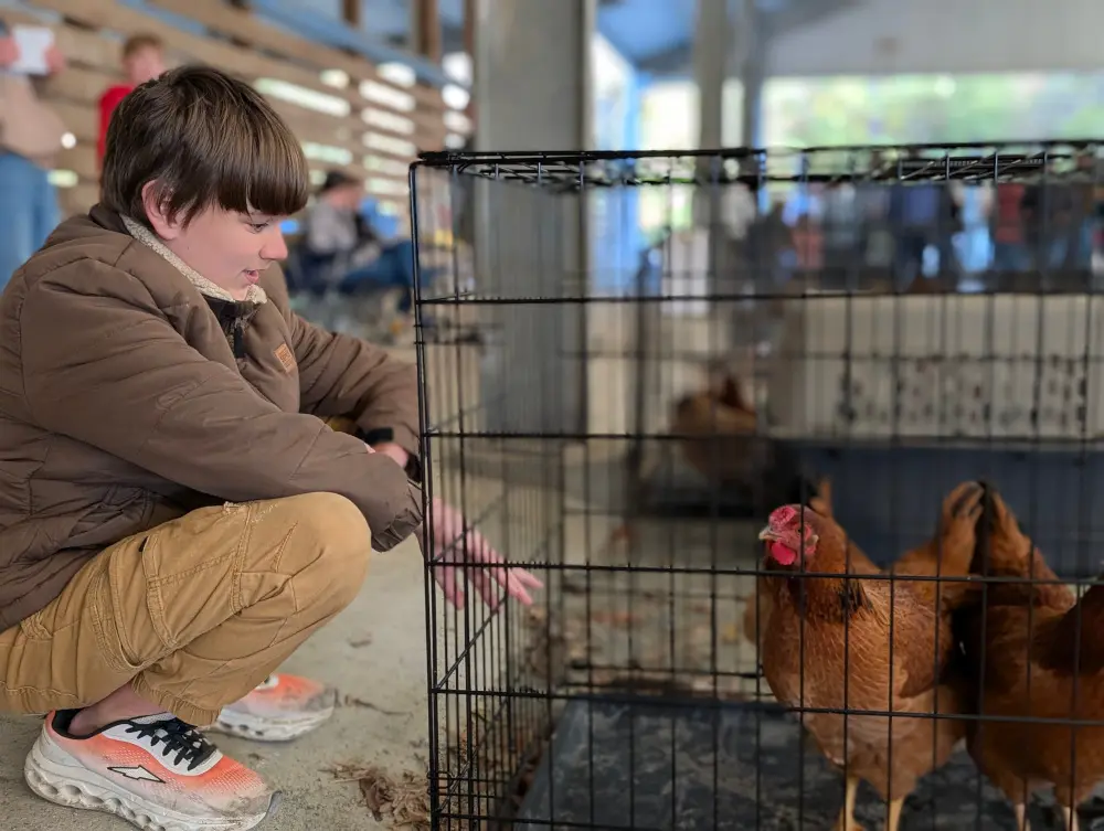 Chickens: The Poultry go-Lore!