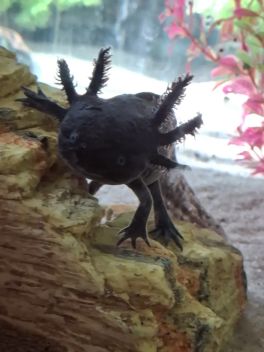Another Update with the Axolotls…