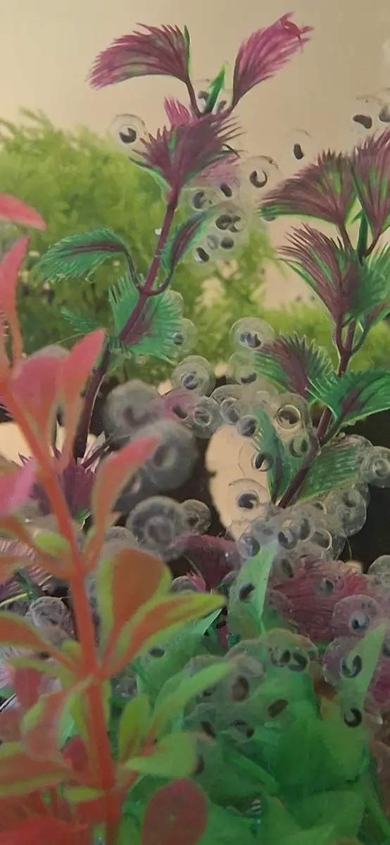 Eggs